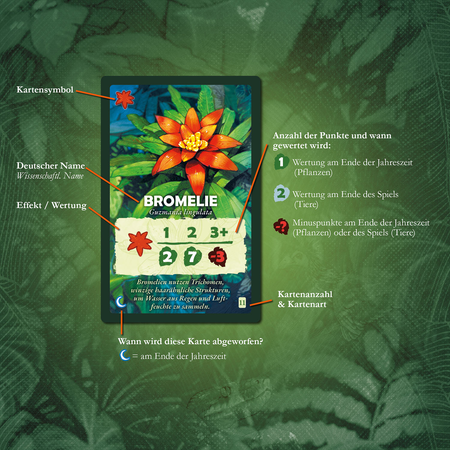 Baumkronen Baumkronen