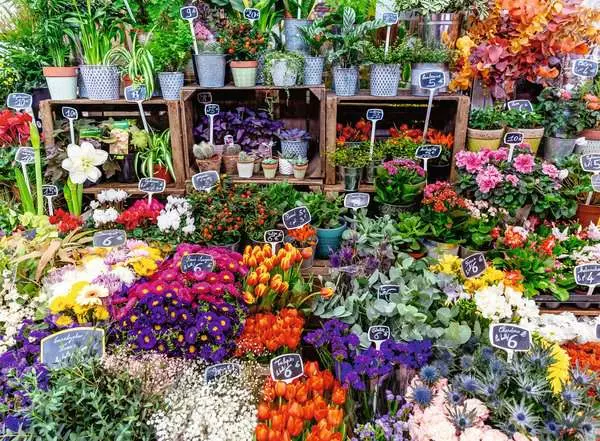 Blumen, Blumenmarkt, Topfpflanzen, Pflanzenständer, Stationäre Blumen